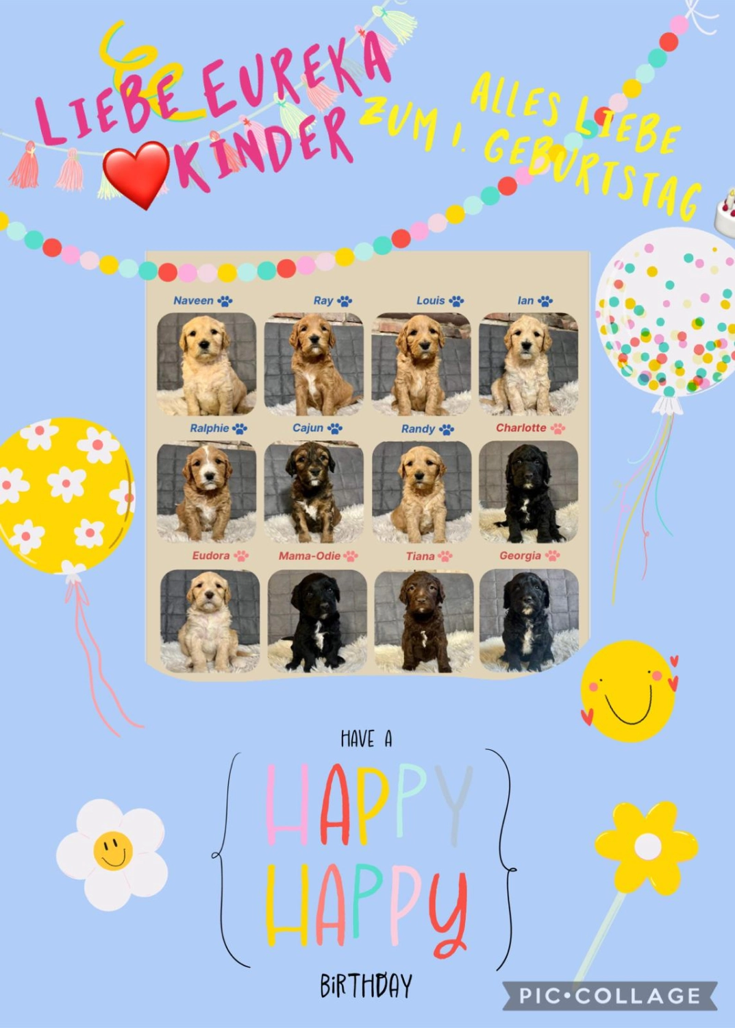 hunde von Dogs of Golden Kennel