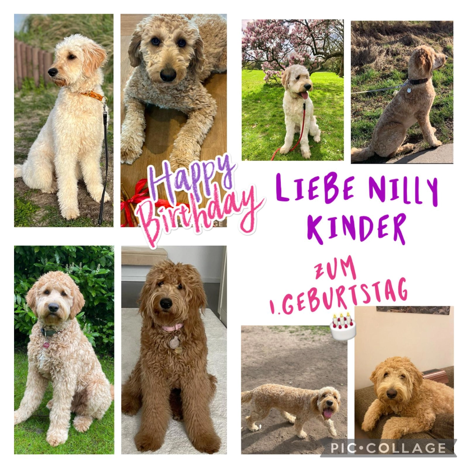 hunde von Dogs of Golden Kennel