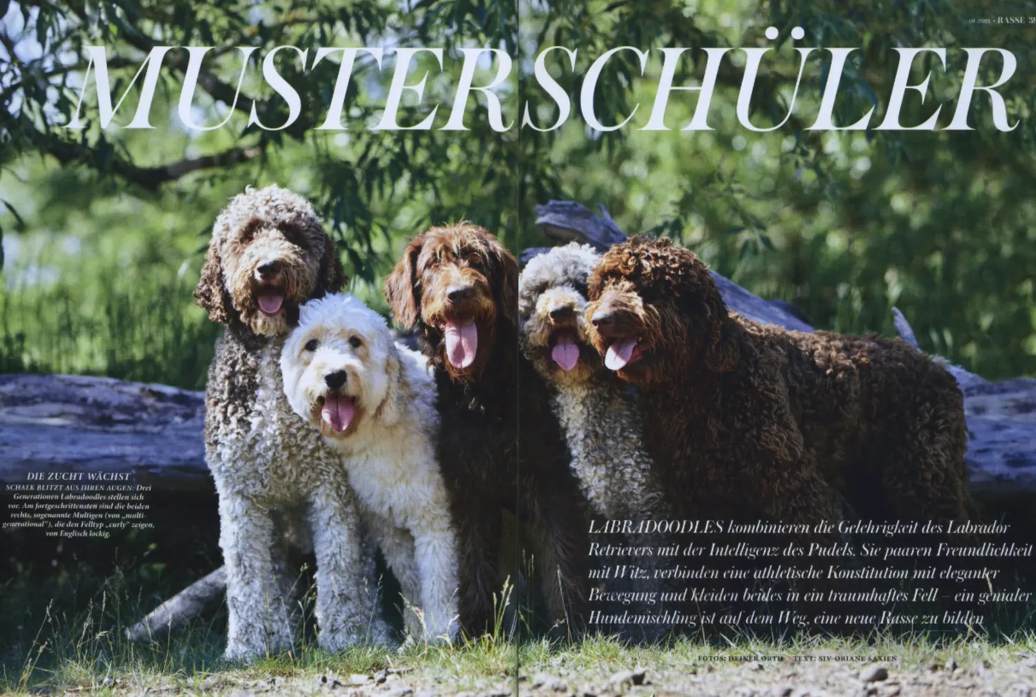 Zeitungsartikel von Dogs of Golden Kennel