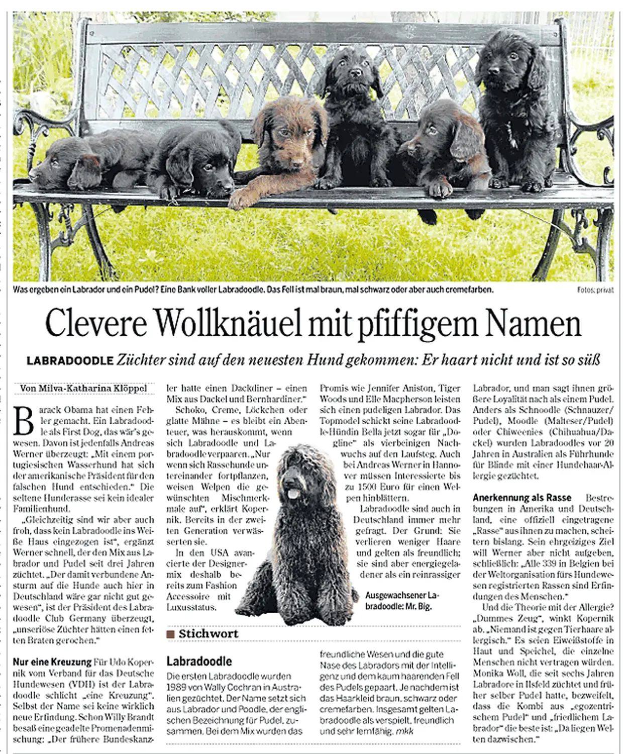 Zeitungsartikel von Dogs of Golden Kennel