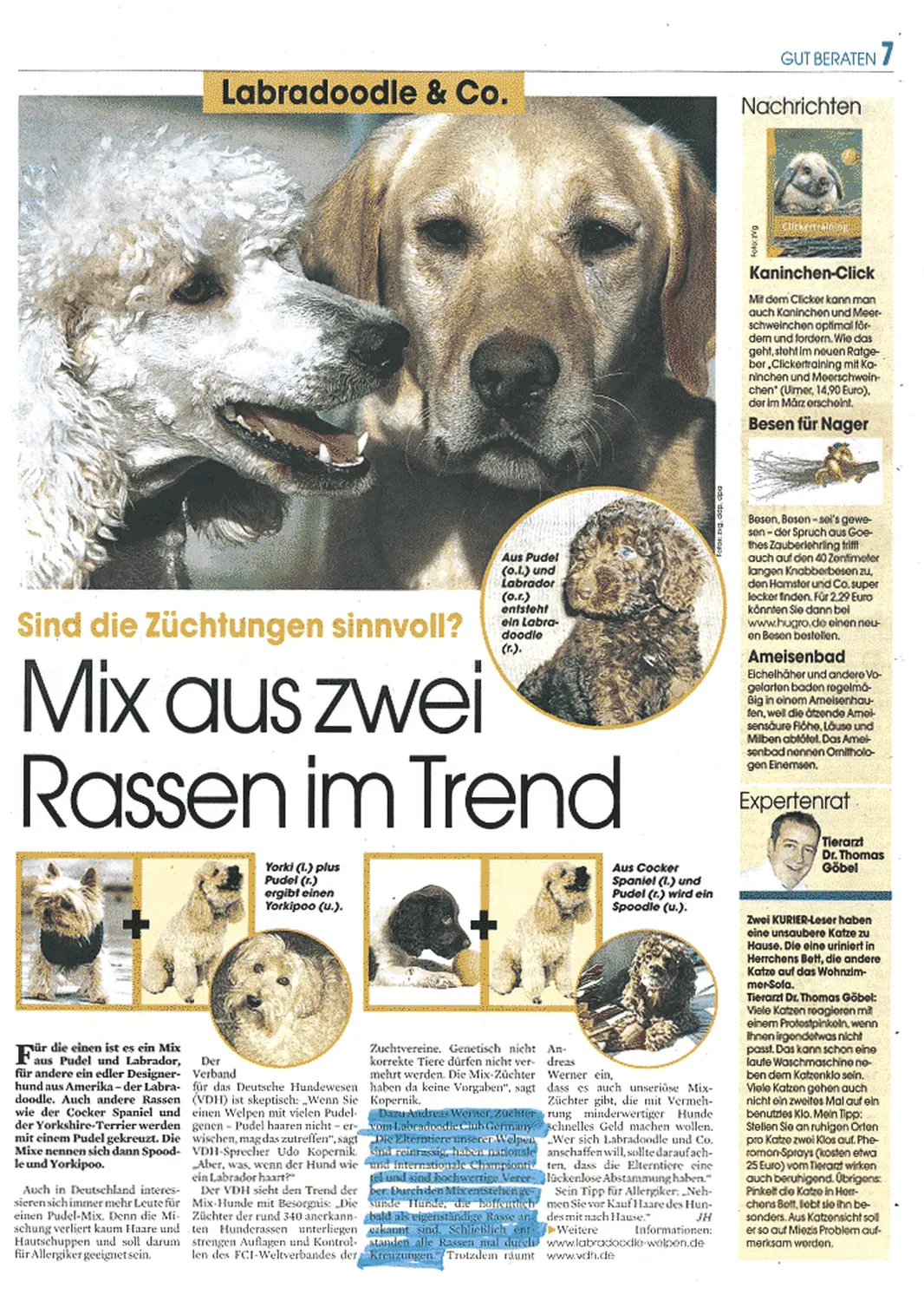 Zeitungsartikel von Dogs of Golden Kennel