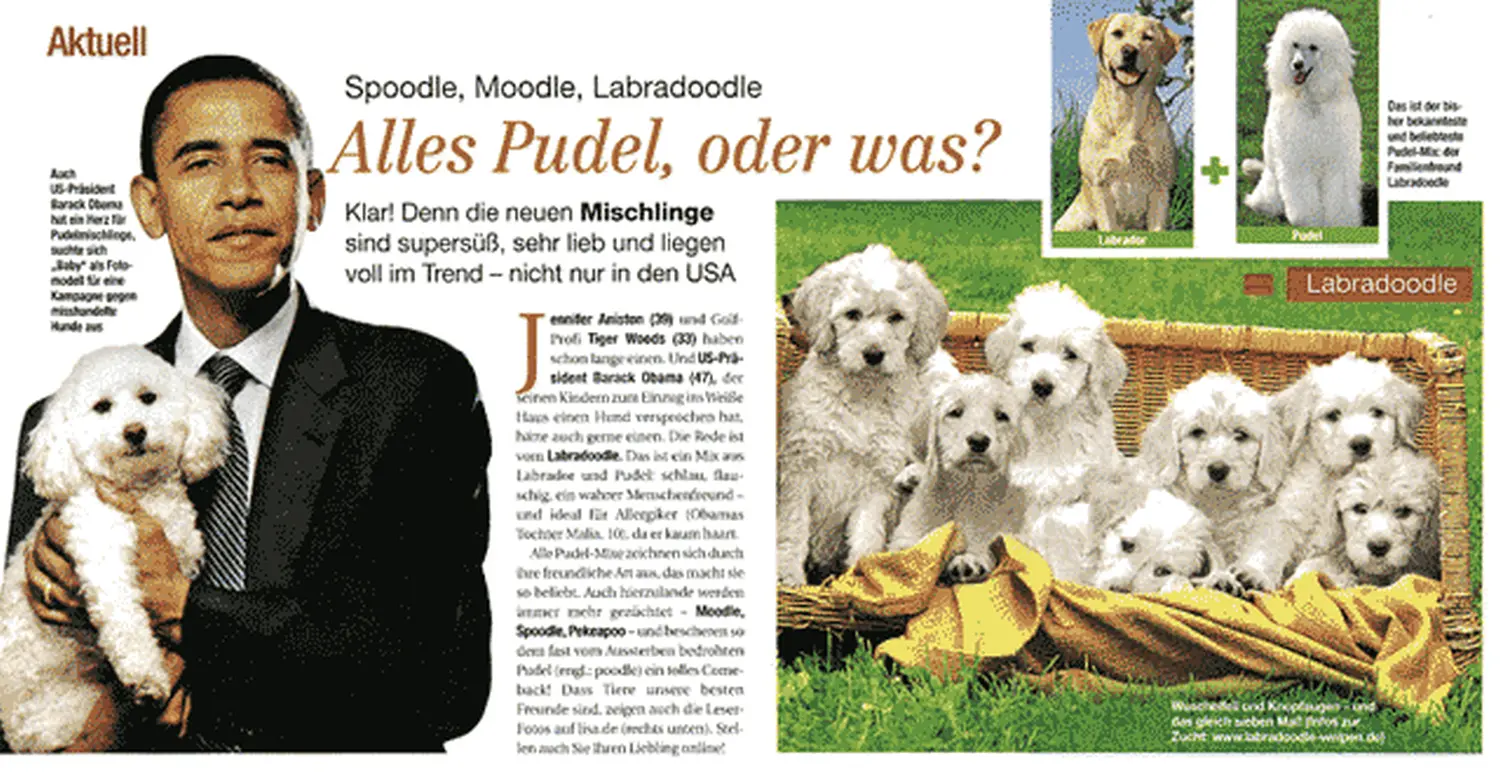 Zeitungsartikel von Dogs of Golden Kennel