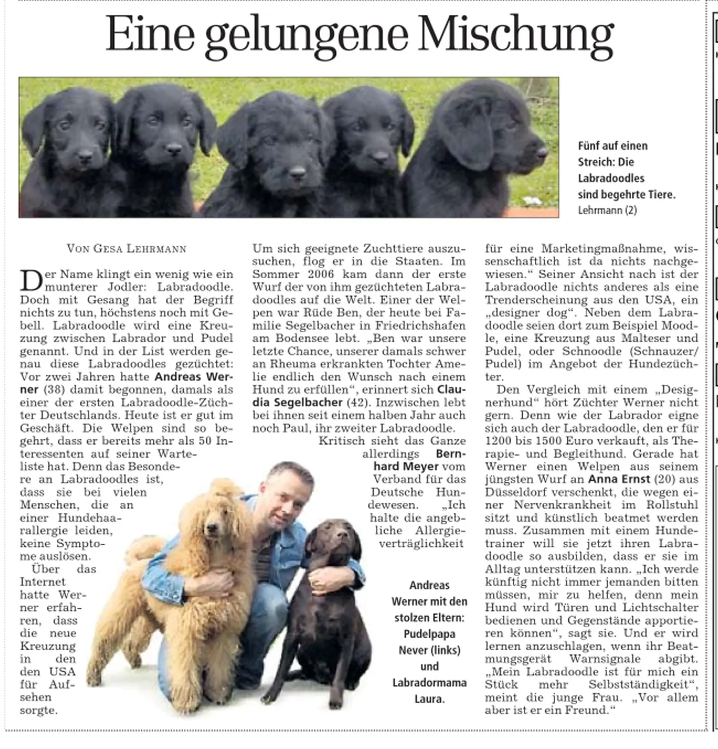 Zeitungsartikel von Dogs of Golden Kennel