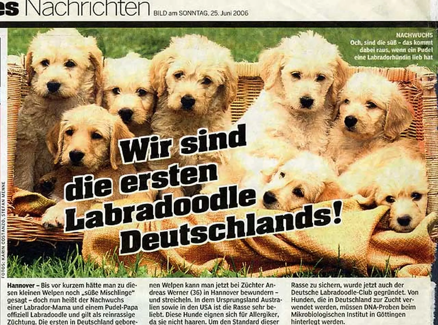 Zeitungsartikel von Dogs of Golden Kennel