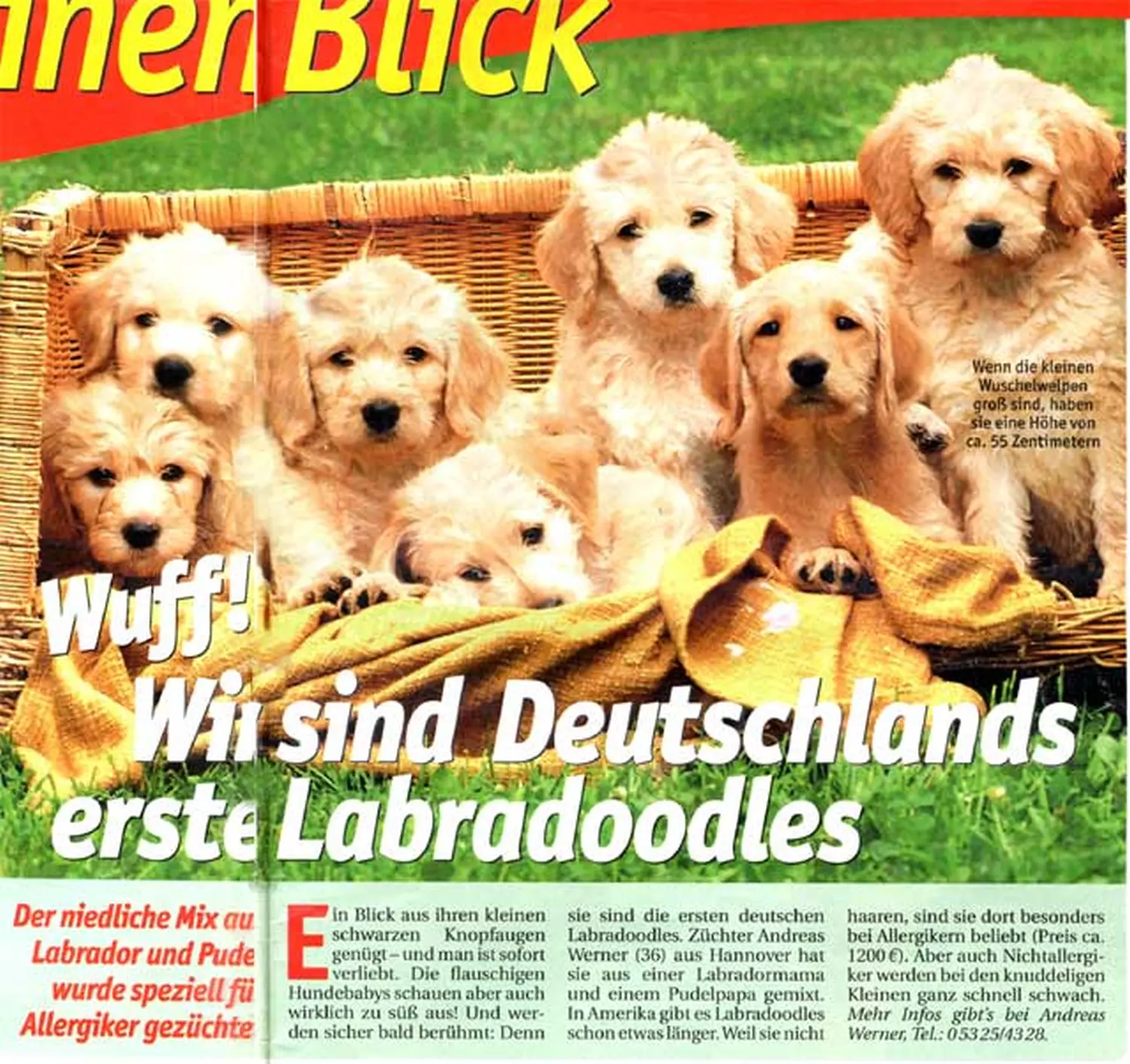 Zeitungsartikel von Dogs of Golden Kennel