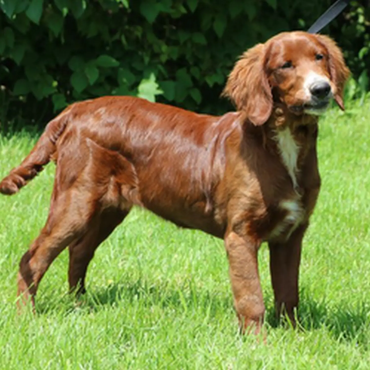 Hunde Geno-Typ 5 von Dogs of Golden Kennel