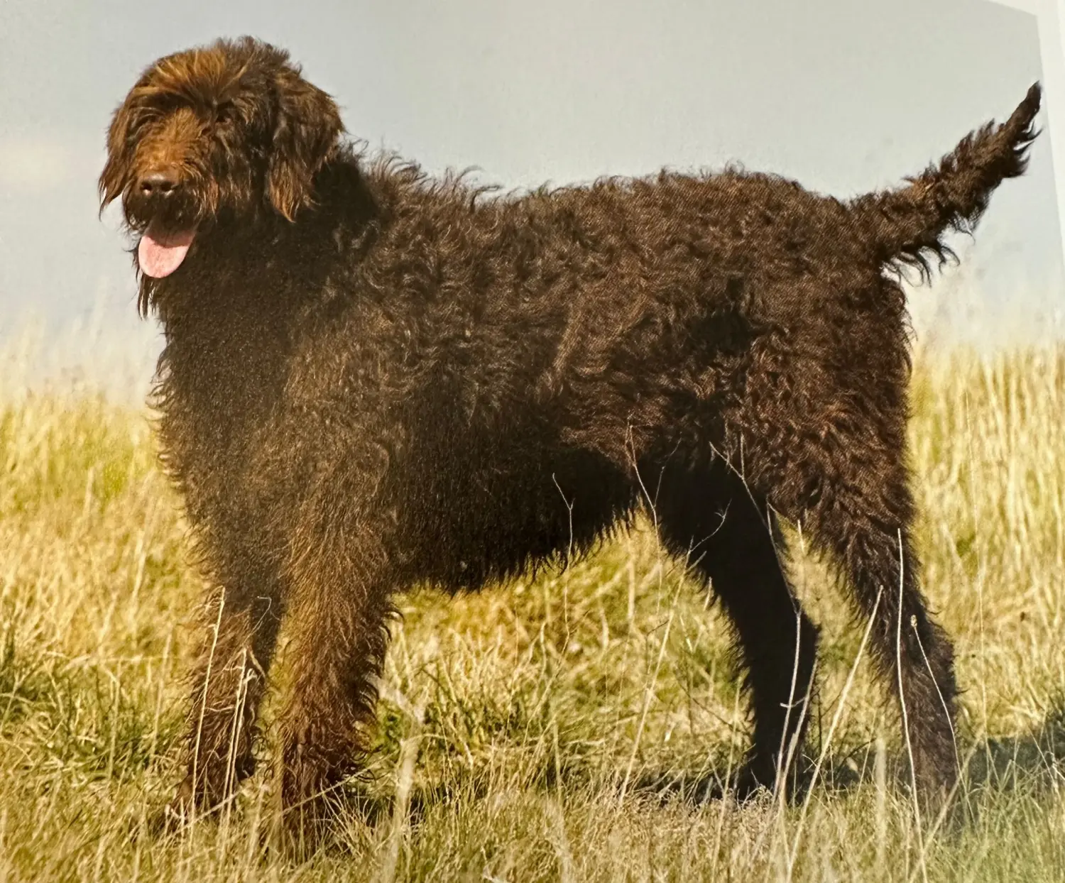 Hunde Geno-Typ 6 von Dogs of Golden Kennel