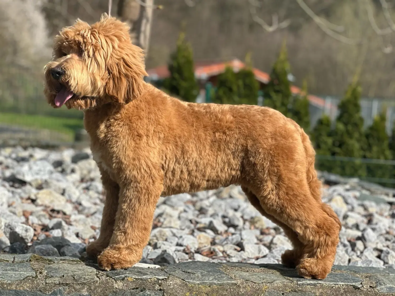 Hunde Geno-Typ 3 von Dogs of Golden Kennel